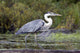Blue Heron Wall Mural