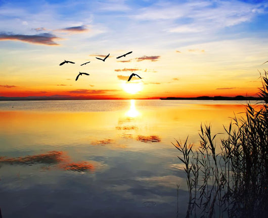 flying towards the sun Wall Mural