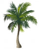 Palm Wall Decal