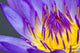 Up Purple Water Lily