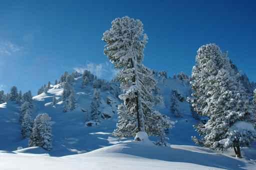 Alpine Winter Landscape Wall Decal