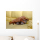 Little puppy sleeping Wall Mural