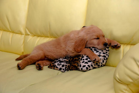 Little puppy sleeping Wall Mural