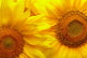 Sunflowers background Wall Mural