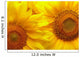 Sunflowers background Wall Mural