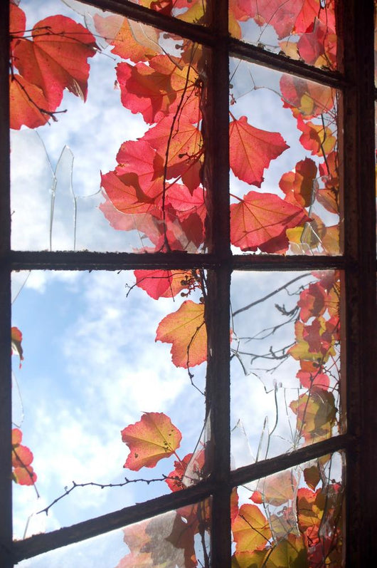 Autumnal window Wall Mural