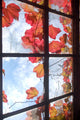 Autumnal window Wall Mural