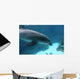 Dolphin Swimming2