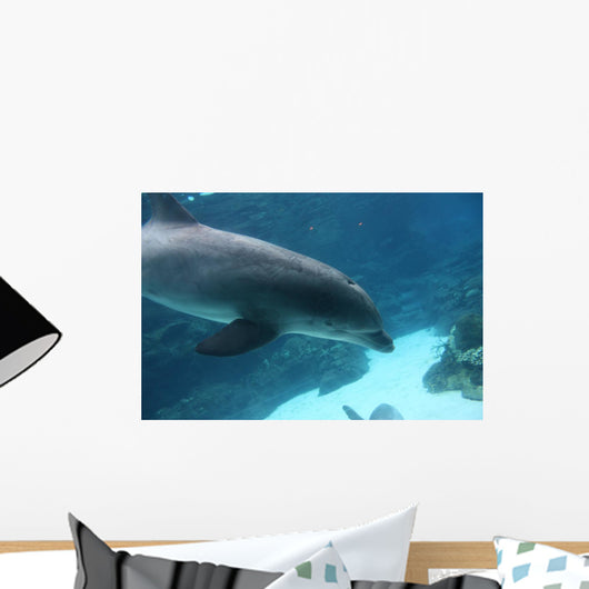 Dolphin Swimming2