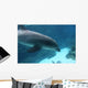 Dolphin Swimming2