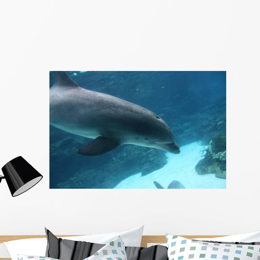 Dolphin Swimming2
