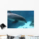Dolphin Swimming2