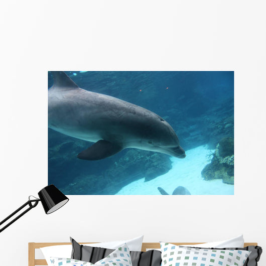 Dolphin Swimming2