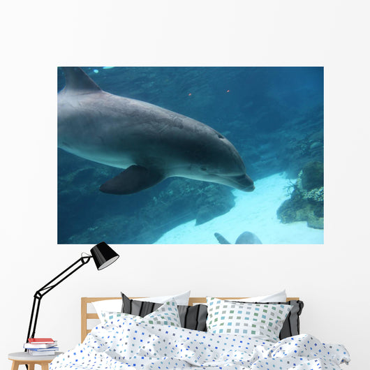 Dolphin Swimming2