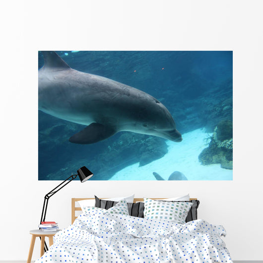 Dolphin Swimming2