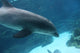 Dolphin Swimming2