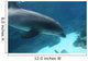 Dolphin Swimming2