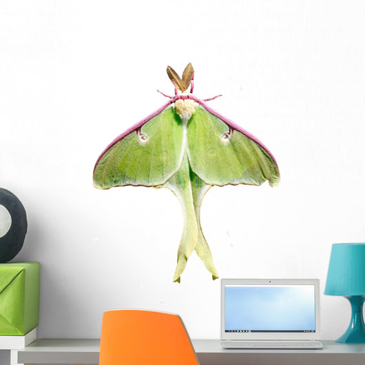 Luna Moth Wall Mural