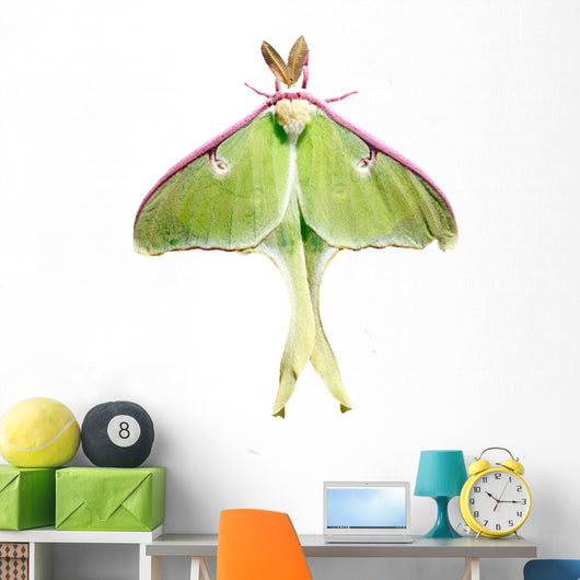 Luna Moth Wall Mural
