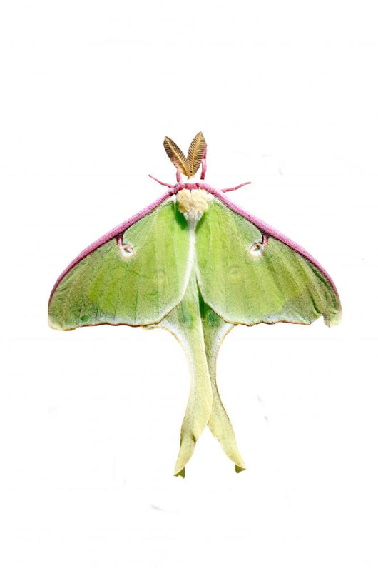 Luna Moth Wall Mural