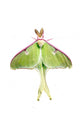 Luna Moth Wall Mural
