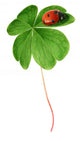 Clover leaf with ladybird Wall Decal