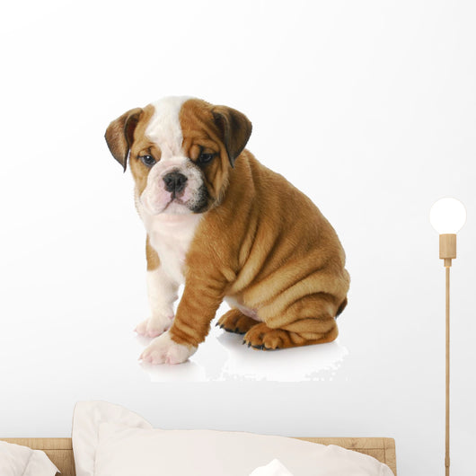 english bulldog puppy Wall Decal