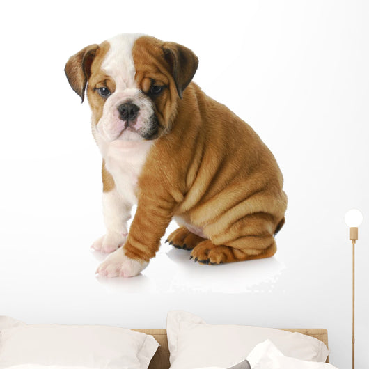 english bulldog puppy Wall Decal