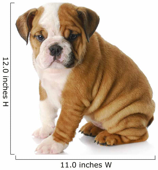 english bulldog puppy Wall Decal