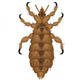 lice Wall Decal
