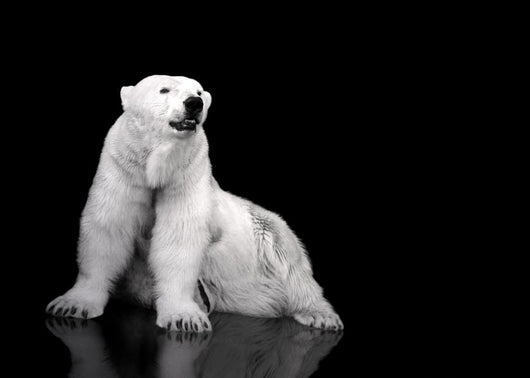 White Polar Bear Hunter - Sitting Wall Mural