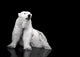 White Polar Bear Hunter - Sitting Wall Mural