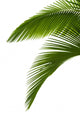 Green Palm Tree