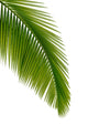 Green Palm Tree Wall Decal