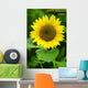 Flora-sunflower Helianthus Annuus Wall Decal