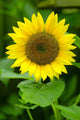 Flora-sunflower Helianthus Annuus Wall Decal