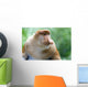 Proboscis Monkey Wall Mural