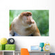 Proboscis Monkey Wall Mural
