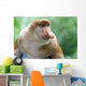 Proboscis Monkey Wall Mural