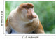 Proboscis Monkey Wall Mural
