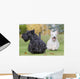 Courses Des Scottish Terriers Wall Mural