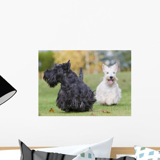 courses des scottish terriers Wall Mural