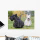 courses des scottish terriers Wall Mural