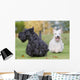 courses des scottish terriers Wall Mural