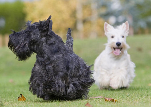 courses des scottish terriers Wall Mural