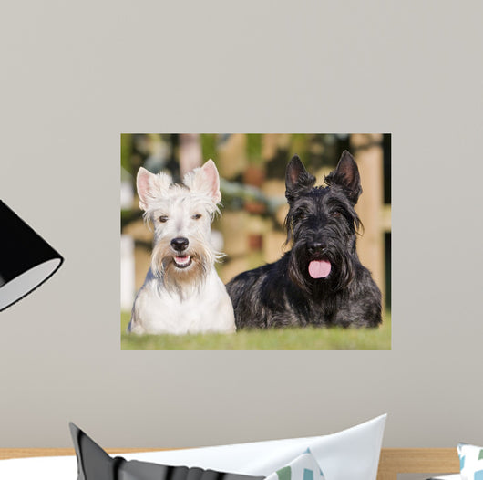 Couple Scottish Terriers Scottish Wall Mural