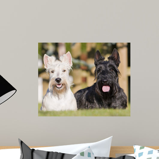 couple of Scottish terriers / scottish terrier Wall Mural