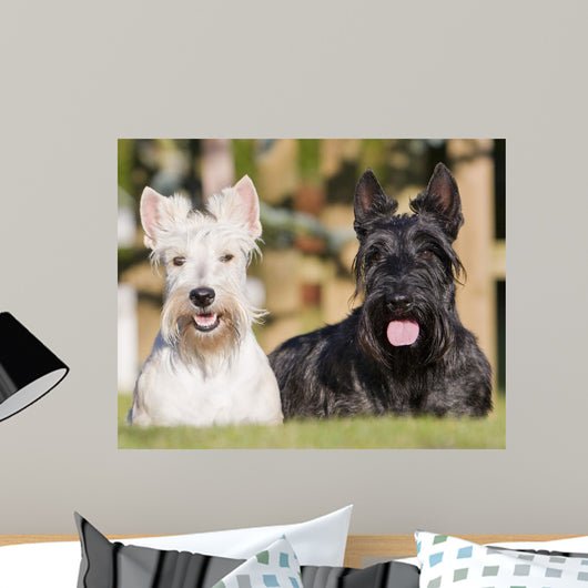 couple of Scottish terriers / scottish terrier Wall Mural