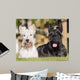 couple of Scottish terriers / scottish terrier Wall Mural