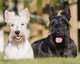 couple of Scottish terriers / scottish terrier Wall Mural